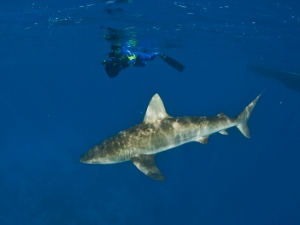SND04-3-Shark 300x225