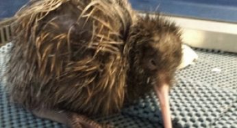 Primary students on kiwi-saving mission