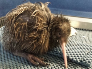 SND12-wk2-Sponsoring Kiwi-Cuddles 300x225
