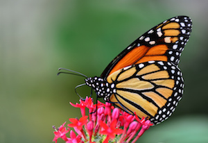SND16-wk1-Monarch butterflies