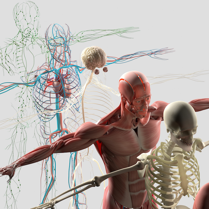 Exhibition offers educational tour of the human body