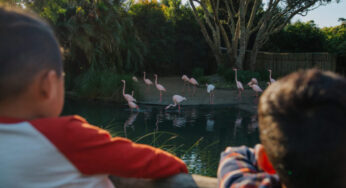 Zoo-topia sparks learning joy