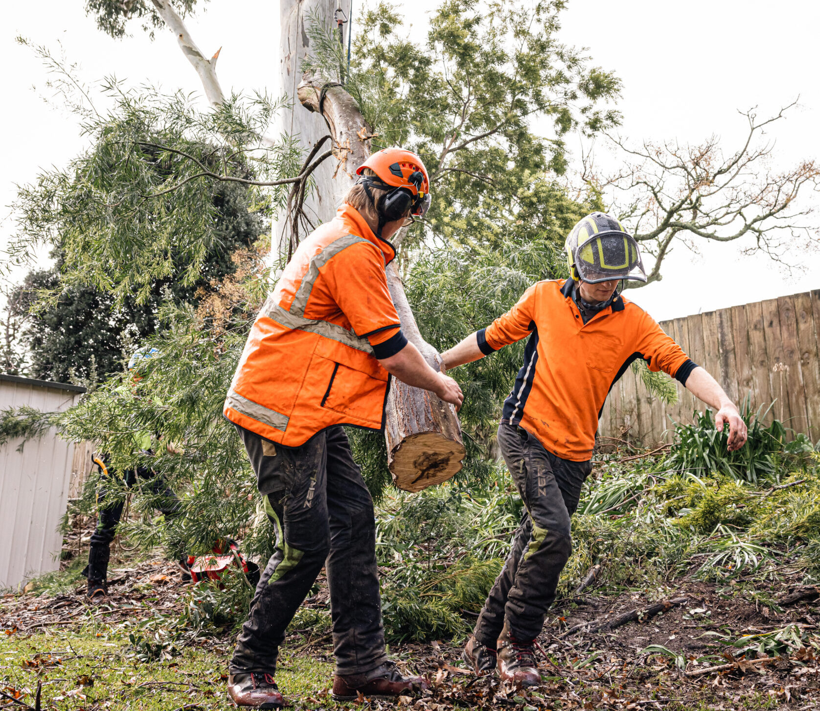 Tree Care Essentials (for schools!)