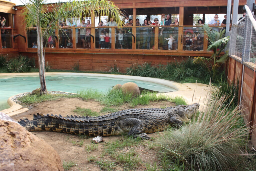 Crocodile