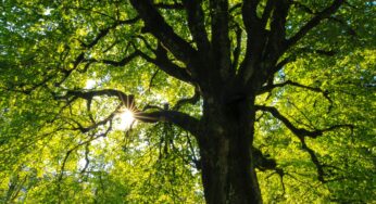 Care for and protect your school’s trees