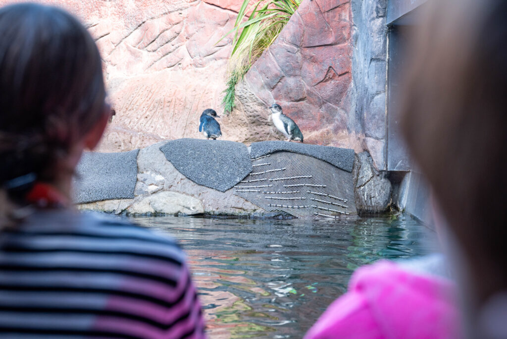 Two blue penguins on a rock