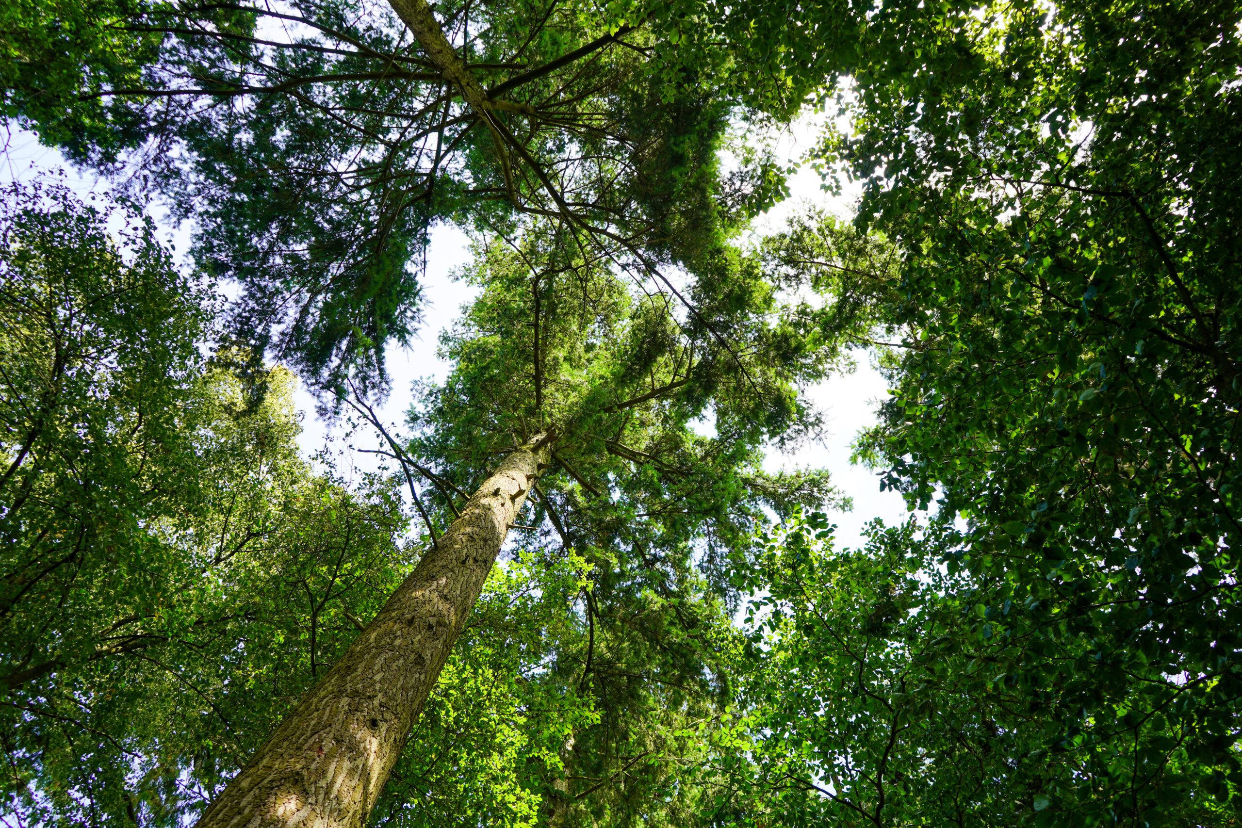 Tree maintenance for safe, good looking greenery